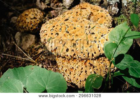 Hydnellum Ferrugineum, Rare Wood Mushroom, Blood Tooth Fungus, Commonly Known As The Mealy Tooth