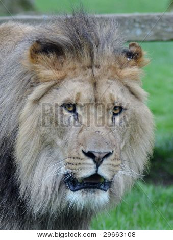 LÃ¶we