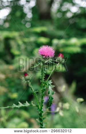 Pink Milk Thistle Flowers In Wild Natur Silybum Marianum Herbal Remedy