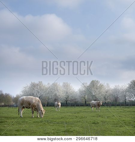 Blonde D'aquitaine Cows Graze In Green Meadow Near White Blooming Spring Trees