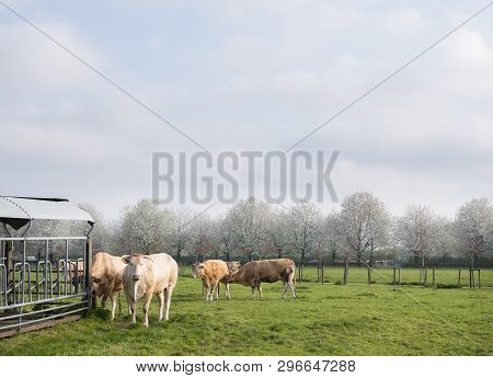 Blonde D'aquitaine Cows Graze In Green Meadow Near White Blooming Spring Trees