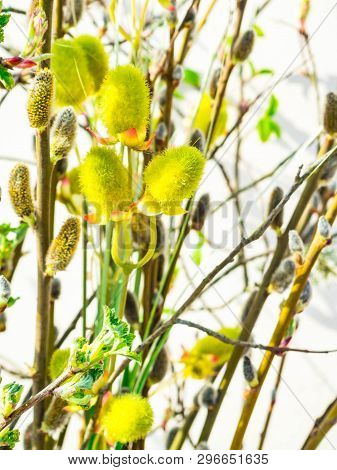 Spring Feeling Nature Background With Willow Branches Pussy Willow Srpingtime Background, Selective 