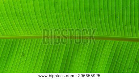Macro Closeup Of A Banana Plant Leaf, Popular Tropical Fruit Bearing Plant, Nature Background