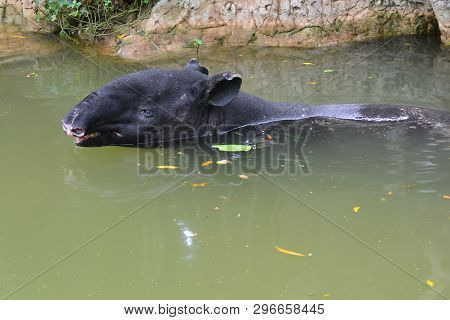 Malayan Tapir (tapirus Indicus) In Water, Note  Select Focus With Shallow Depth Of Field