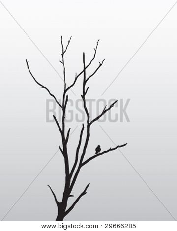 Un solitaire oiseau dans un arbre.