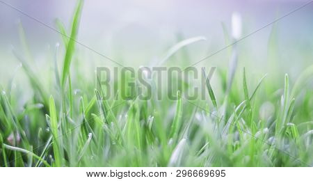 Beautiful Nature Background, Fresh Grass And Water Drops