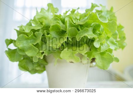 Close Up Shot , Organic Vegetables Hydrophonic Plantation