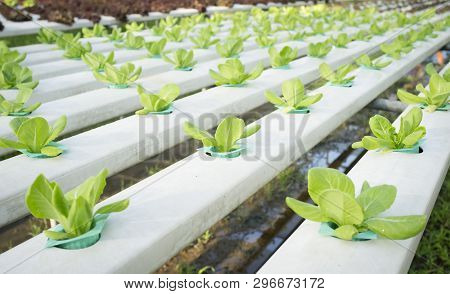 Organic Vegetables Hydrophonic Plantation At Farm In Thailand