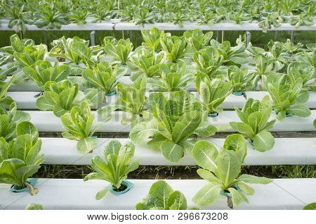 Organic Vegetables Hydrophonic Plantation At Farm In Thailand