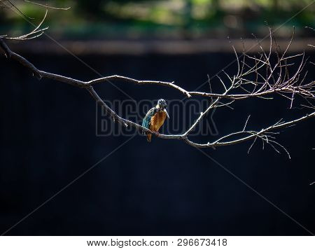A Common Kingfisher, Alcedo Atthis Bengalensis, Perches On A Branch Overlooking Its Fishing Pond. Th
