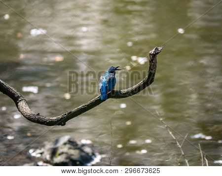 A Common Kingfisher, Alcedo Atthis Bengalensis, Perches On A Branch Overlooking Its Fishing Pond. Th