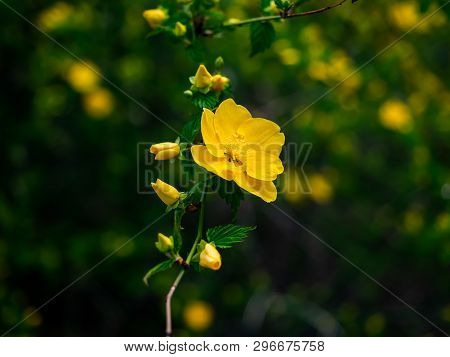 A Japanese Kerria Flower Blooms Beside A River In Spring In Central Kanagawa Prefecture, Japan.