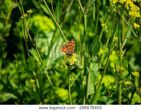 An Asian Comma Butterfly, Polygonia C-aureum, Feeds From Yellow Wildflowers In A Presently Fallow Ri