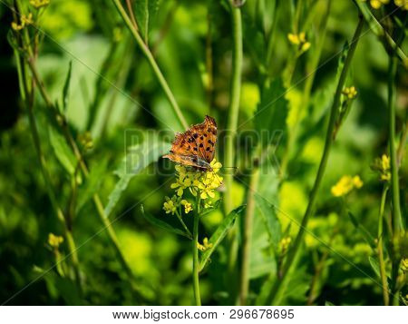 An Asian Comma Butterfly, Polygonia C-aureum, Feeds From Yellow Wildflowers In A Presently Fallow Ri