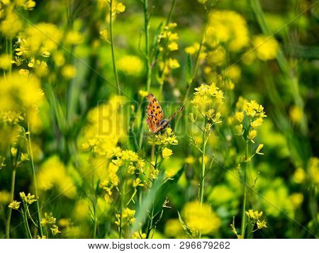 An Asian Comma Butterfly, Polygonia C-aureum, Feeds From Yellow Wildflowers In A Presently Fallow Ri
