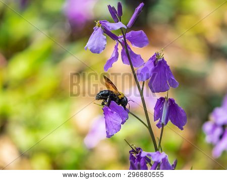 A Japanese Carpenter Bee, Xylocopa Appendiculata, Feeds From Honesty Flowers Along A Small Wetland I