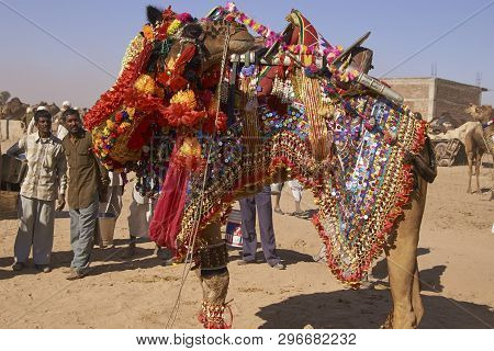 Nagaur, Rajasthan, India - February 13, 2008: Decorated Camel At The Annual Livestock Festival In Na