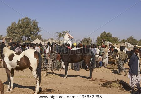 Nagaur, Rajasthan, India - February 13, 2008: White Marwari Stallion Head Above A Crowd At The  Annu