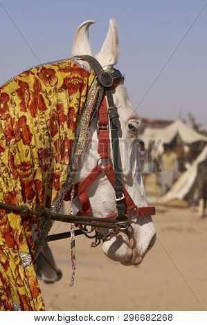 Nagaur, Rajasthan, India - February 13, 2008: White Marwari Stallion Covered With Colourful Fabric A