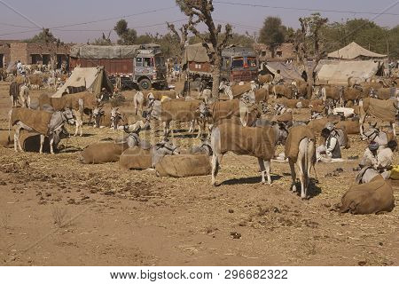 Nagaur, Rajasthan, India - February 13, 2008: Cattle Tethered In Rows At The Annual Livestock Festiv