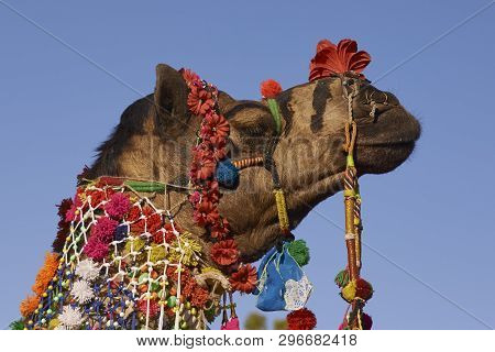Nagaur, Rajasthan, India - February 13, 2008: Decorated Camel At The Annual Livestock Festival In Na