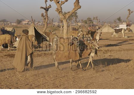 Nagaur, Rajasthan, India - February 14, 2008: Man Controls Two Bullocks Using Ropes At The Annual Li