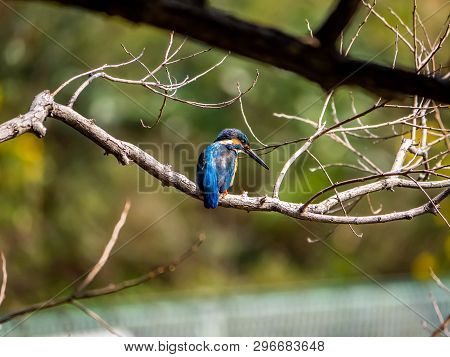 A Common Kingfisher, Alcedo Atthis Bengalensis, Perches On A Branch Overlooking Its Fishing Pond. Th