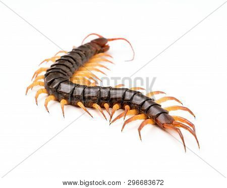 Giant Centipede On Cement Floor