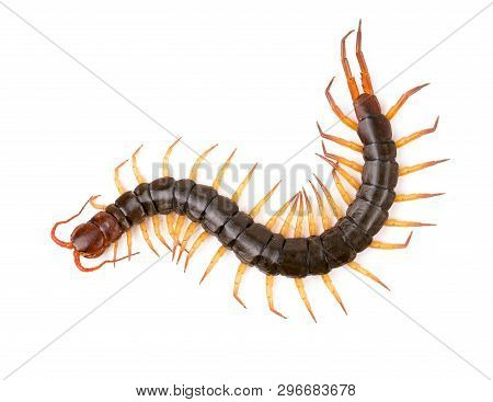 Centipede Isolated On White Background