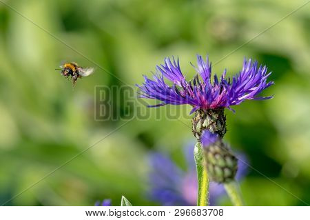 Cornflower With Flying Bumblebee In Front Of Green Blurred Background