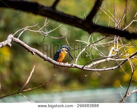 A Common Kingfisher, Alcedo Atthis Bengalensis, Perches On A Branch Overlooking Its Fishing Pond. Th