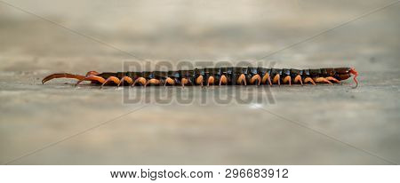 Giant Centipede On Cement Floor