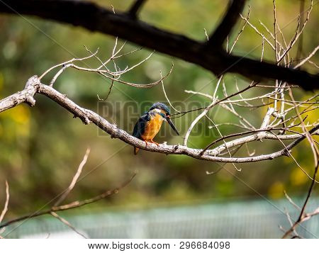 A Common Kingfisher, Alcedo Atthis Bengalensis, Perches On A Branch Overlooking Its Fishing Pond. Th