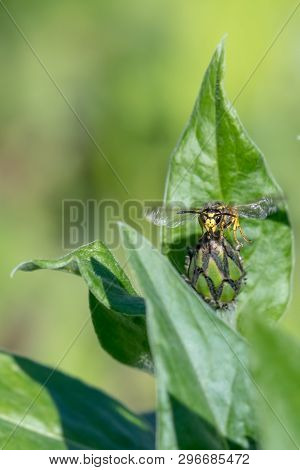 Cornflower Bud With Wasp In Front Of Green Blurred Background