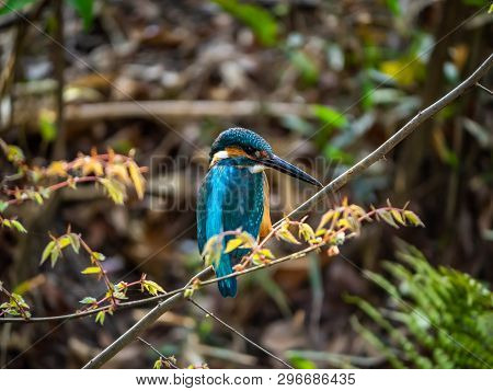 A Common Kingfisher, Alcedo Atthis Bengalensis, Perches On A Branch Overlooking Its Fishing Pond. Th