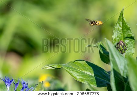 Cornflower Bud With Flying Wasp In Front Of Green Blurred Background