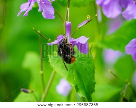 A Japanese Carpenter Bee, Xylocopa Appendiculata, Feeds From Honesty Flowers Along A Small Wetland I