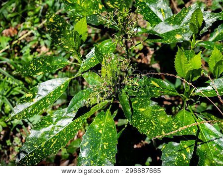 A Japanese Spotted Laurel, Aucuba Japonica, Grows In A Japanese Forest. These Ornamental Plants Ofte