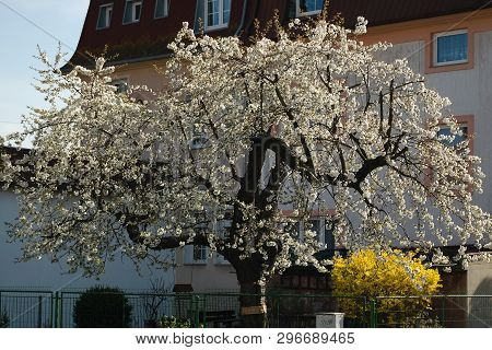 Chomutov, Czech Republic - April 11, 2019: Flowering Tree In Moravska Street In Spring