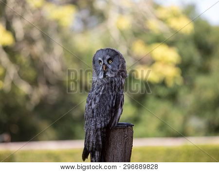 Great Grey Owl (strix Nebulosa). Night Birds Of Prey