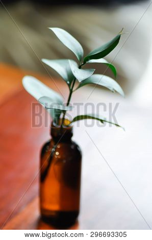 Israeli Ruscus ,sraeli Ruscus Green Leaf In The Vase