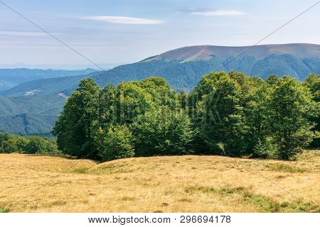 Primeval Beech Forest In Mountains. Meadows In Weathered Grass. Range Of Ridges In The Distance. Won