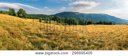 Panorama Of Beech Forest In Mountains. Meadows In Weathered Grass. Range Of Ridges In The Distance. 