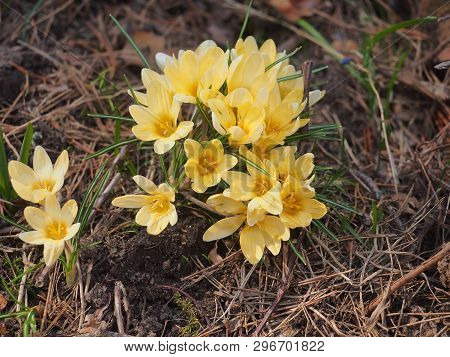 Crocuses Bloom. Little Yellow Spring Flowers.