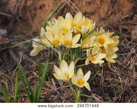 Crocuses Bloom. Little Yellow Spring Flowers.