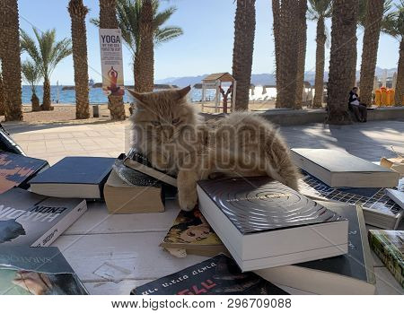 Eilat, Israel - March 03, 2019: Red Cat Lying On The Counter Bookcrossing On The Promenade In Eilat