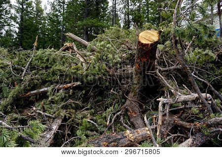 Pile Of Fallen Evergreen Spruce Pine Trees And Visible Trunk Freshly Cut After Clearing Of Forest La