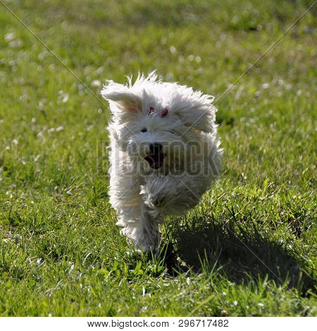 Small Dog Maltezer, In The Autumn Forest.