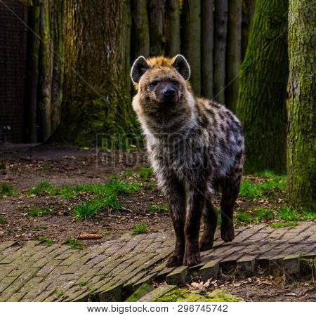 Closeup Portrait Of A Spotted Hyena, Wild Mammal From The Desert Of Africa
