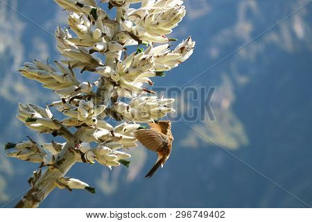 Hummingbird Collecting Nectar Of Puya Weberbaueri Flower, Colca Canyon, Arequipa Region, Peru, South